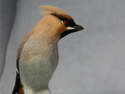 Waxwing with folded wings